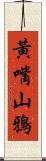 黃嘴山鴉 Scroll