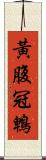 黃腹冠鵯 Scroll