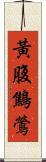黃腹鷦鶯 Scroll