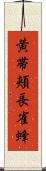 黄帯頬長雀蜂 Scroll