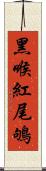 黑喉紅尾鴝 Scroll