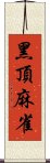 黑頂麻雀 Scroll