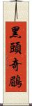 黑頭奇鶥 Scroll