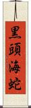 黒頭海蛇 Scroll