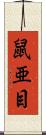 鼠亜目 Scroll