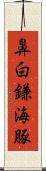 鼻白鎌海豚 Scroll