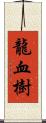 龍血樹 Scroll