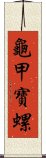 龜甲寶螺 Scroll