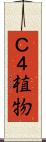 Ｃ４植物 Scroll
