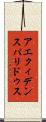 アエクィデンスパリドゥス Scroll