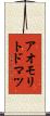 アオモリトドマツ Scroll