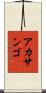 アカサンゴ Scroll