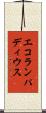エコランパディウス Scroll