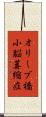 オリーブ橋小脳萎縮症 Scroll