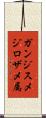 ガンジスメジロザメ属 Scroll