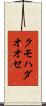 クモハダオオセ Scroll