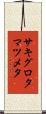 サキグロタマツメタ Scroll