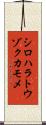 シロハラトウゾクカモメ Scroll