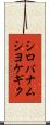 シロバナムシヨケギク Scroll