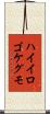 ハイイロゴケグモ Scroll