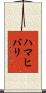 ハマヒバリ Scroll