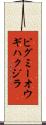 ピグミーオウギハクジラ Scroll