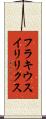 フラキウスイリリクス Scroll