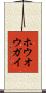 ホウオウガイ Scroll