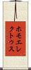 ホモエレクトゥス Scroll