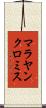マラヤンクロミス Scroll