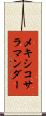 メキシコ・サラマンダー Scroll