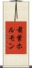 前葉ホルモン Scroll