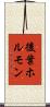 後葉ホルモン Scroll
