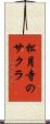 松月寺のサクラ Scroll