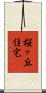 桜ヶ丘住宅 Scroll