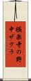 極楽寺の野中ザクラ Scroll