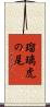 瑠璃虎の尾 Scroll