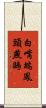 白嘴端鳳頭燕鷗 Scroll