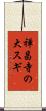 禅昌寺の大スギ Scroll