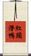 紅頭潛鴨 Scroll