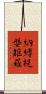 納縛提媻矩羅 Scroll
