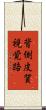 背側皮質視覚路 Scroll