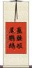 藍腰短尾鸚鵡 Scroll