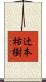 辻本祐樹 Scroll