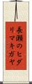 長瀬のヒダリマキガヤ Scroll