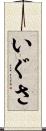 いぐさ Scroll