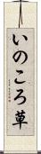 いのころ草 Scroll
