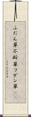 ふだん草 Scroll
