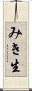 みき生 Scroll