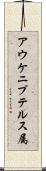 アウケニプテルス属 Scroll